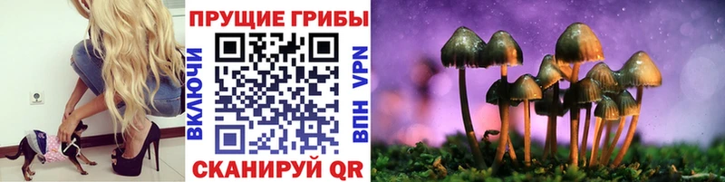 закладки  Новая Ладога  МЕГА сайт  Галлюциногенные грибы Psilocybe 